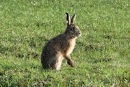 蹲坐在绿色草地上的野兔子图片大全