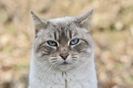 可爱呆萌欧洲猫写真精美图片