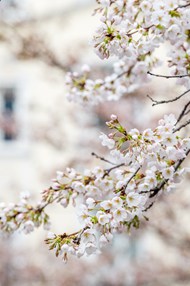 春天白色樱花林樱花写真精美图片