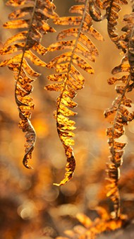 秋天枯萎的不同姿态蕨叶子图片