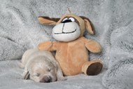 躺在毛绒玩具旁边休息的小狗精美图片