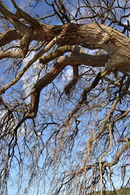 冬季萧条参天古树枯枝写真高清图片