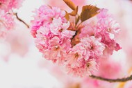 春天粉嫩樱花枝写真图片下载