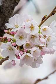 春初樱花树枝白色樱花写真高清图片
