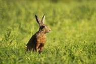 蹲坐在绿色草地的野兔子写真图片下载