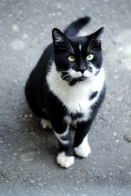 可爱黑白双色小猫咪写真精美图片