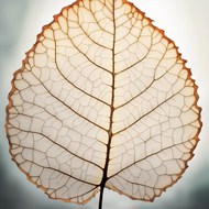 一片树叶镂空脉络纹理写真图片