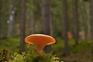 绿色森林盘状蘑菇写真高清图片