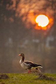 黄昏夕阳站在河边的肉鹅高清图片