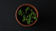 春天绿色植物小盆栽写真图片下载