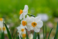 春天唯美清新白色喇叭水仙花写真精美图片