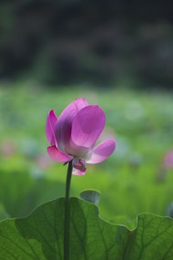 一朵盛开的粉色荷花写真高清图片