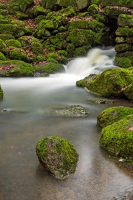 绿色山涧溪流青苔岩石山水写真图片下载