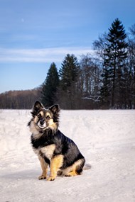 冬季雪地蹲坐着的小狗图片大全