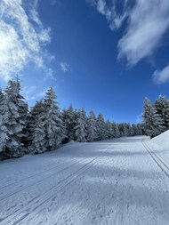 冬季蓝色天空雪松雪地雪景摄图片大全