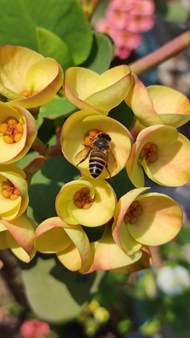 蜜蜂在黄色花朵上采蜜写真高清图片