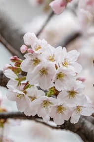 春天白色樱花枝头绽放写真图片下载