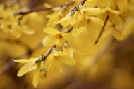 春天唯美黄色迎春花花枝写真精美图片