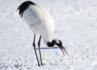 冬季雪地白色丹顶鹤写真图片下载