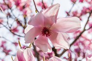 春天粉色玉兰花开写真高清图片