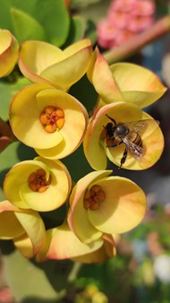 黄色花卉蜜蜂采蜜写真图片下载