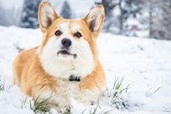 冬季雪地可爱威尔士柯基犬撒欢精美图片