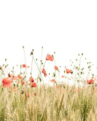 秋天麦田自由生长的罂粟花高清图片