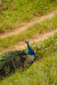 山坡下的绿色羽毛孔雀写真精美图片
