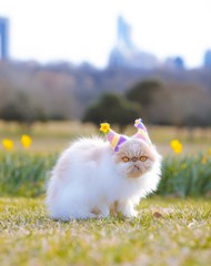 可爱波斯猫萌宠摄影写真高清图片