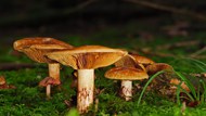 草地野生菌类蘑菇群写真图片