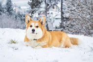 冬季威尔士柯基犬雪地写真图片