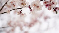 春天唯美意境粉色淡雅樱花写真高清图片