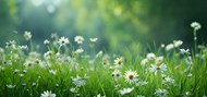 春天绿色花草丛白色小雏菊写真高清图片