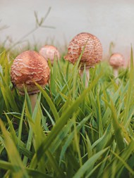 绿色草丛野生蘑菇写真精美图片