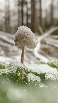 冬季冰雪覆盖的野蘑菇图片大全