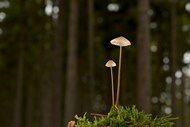森林地面墨汁鬼伞小蘑菇写真图片下载