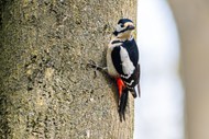 停歇在树上的大斑啄木鸟写真高清图片