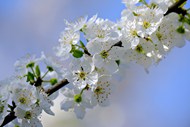 白色樱花花枝局部特写写真高清图片