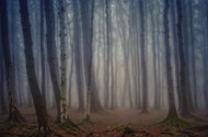 雾气朦胧神秘树林风景图片大全