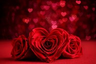 红色爱心散景背景玫瑰花高清图片