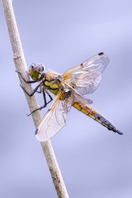 停歇在竹竿上的蜻蜓精美图片