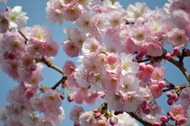春天盛开的粉色樱花写真高清图片