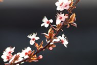 春天粉色樱花局部特写写真精美图片