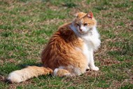 蹲坐在草地上的西伯利亚猫高清图片