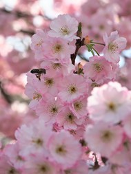 小蜜蜂在粉色樱花上飞来飞去精美图片