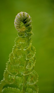 绿色野生蕨类植物微距特写写真图片大全