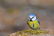 野生黄腹蓝冠山雀写真图片