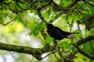 春天绿色树枝上的黑鸟高清图片