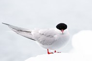 野生白色北极燕鸥写真图片