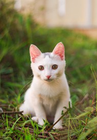 半蹲在草丛里的小白猫写真图片下载